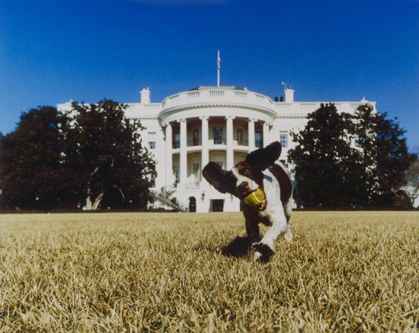 A dog fetching a ball in front of the Whitehouse